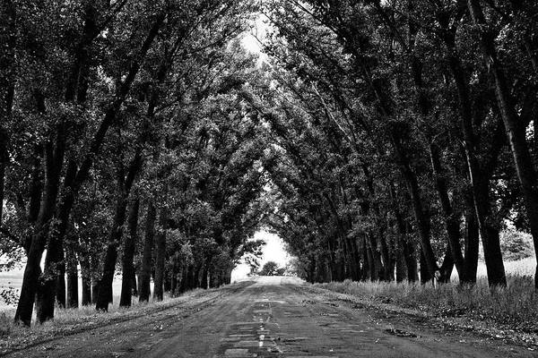 Tree Lined Road / Art Photo - Art Print