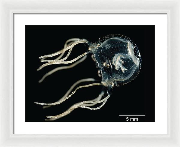 Tripedalia Cystophora, Jellyfish / Art Photo - Framed Print