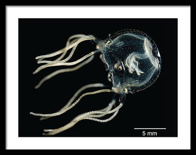 Tripedalia Cystophora, Jellyfish / Art Photo - Framed Print