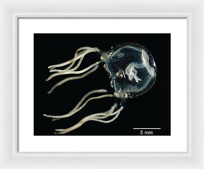 Tripedalia Cystophora, Jellyfish / Art Photo - Framed Print