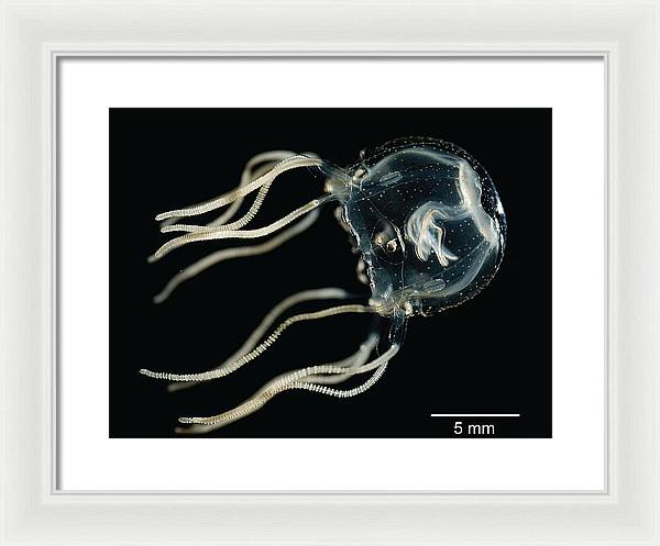 Tripedalia Cystophora, Jellyfish / Art Photo - Framed Print