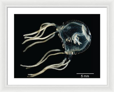 Tripedalia Cystophora, Jellyfish / Art Photo - Framed Print