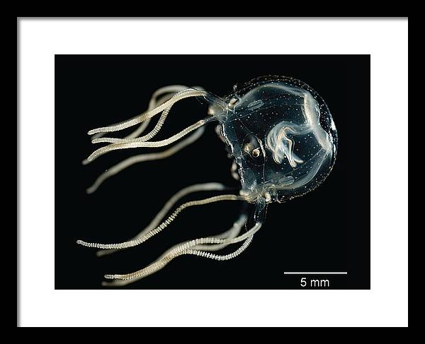 Tripedalia Cystophora, Jellyfish / Art Photo - Framed Print