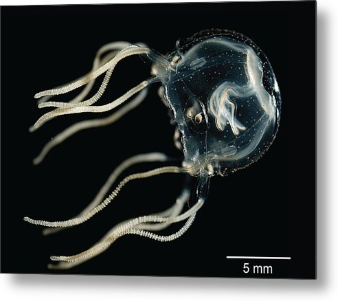 Tripedalia Cystophora, Jellyfish / Art Photo - Metal Print