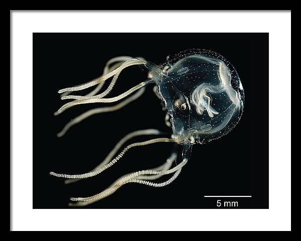 Tripedalia Cystophora, Jellyfish / Art Photo - Framed Print