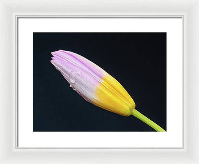 Tulipa Bakeri 'Lilac Wonder' / Art Photo - Framed Print