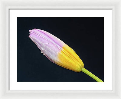 Tulipa Bakeri 'Lilac Wonder' / Art Photo - Framed Print