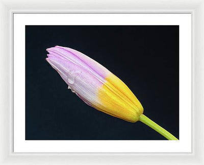 Tulipa Bakeri 'Lilac Wonder' / Art Photo - Framed Print