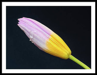 Tulipa Bakeri 'Lilac Wonder' / Art Photo - Framed Print