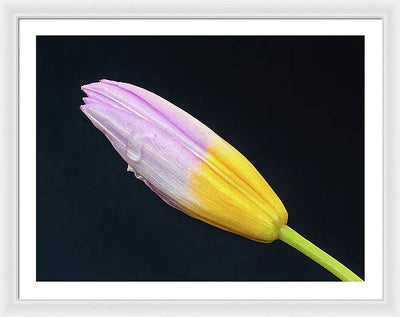 Tulipa Bakeri 'Lilac Wonder' / Art Photo - Framed Print