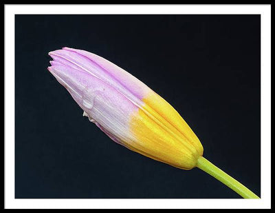 Tulipa Bakeri 'Lilac Wonder' / Art Photo - Framed Print