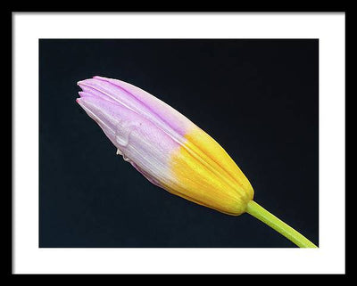 Tulipa Bakeri 'Lilac Wonder' / Art Photo - Framed Print