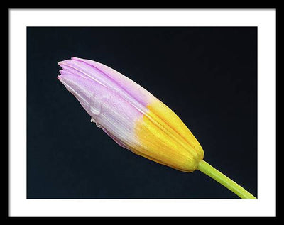 Tulipa Bakeri 'Lilac Wonder' / Art Photo - Framed Print