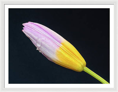 Tulipa Bakeri 'Lilac Wonder' / Art Photo - Framed Print