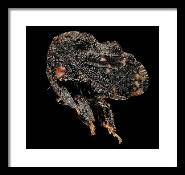 Tylopelta Gibbera / Art Photo - Framed Print