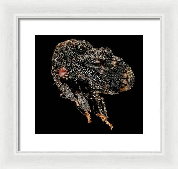 Tylopelta Gibbera / Art Photo - Framed Print