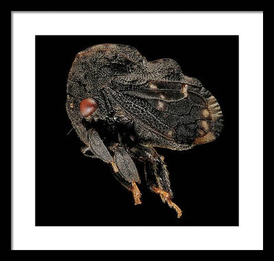 Tylopelta Gibbera / Art Photo - Framed Print