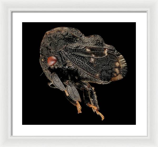 Tylopelta Gibbera / Art Photo - Framed Print