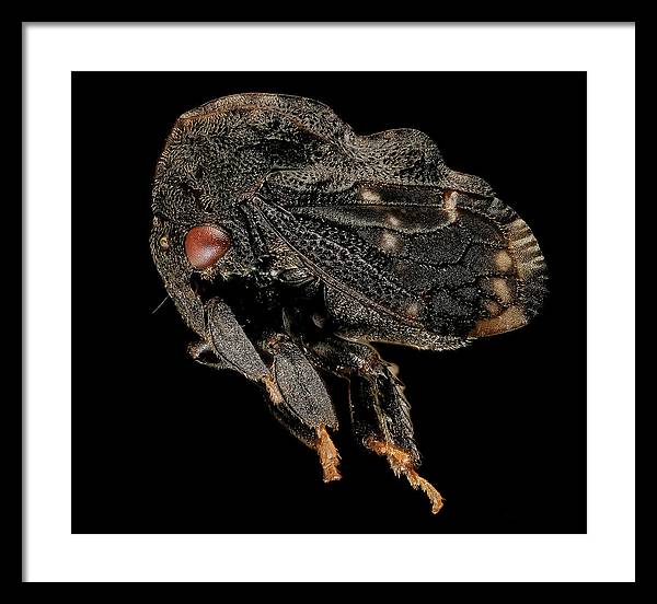 Tylopelta Gibbera / Art Photo - Framed Print