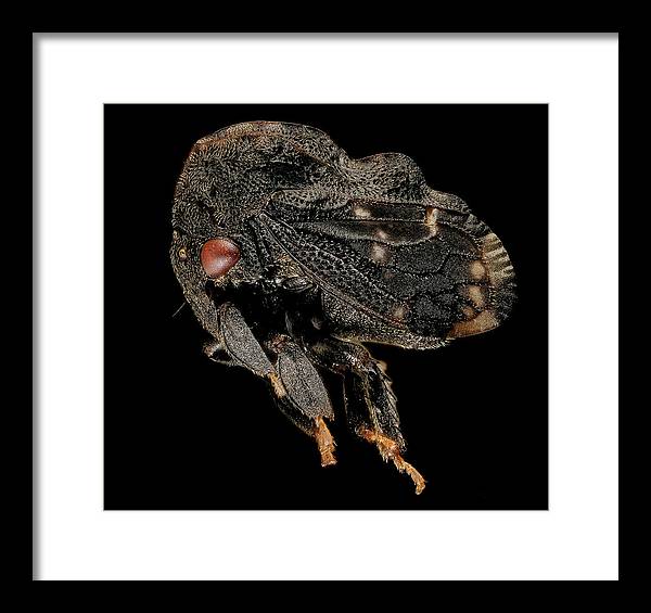 Tylopelta Gibbera / Art Photo - Framed Print