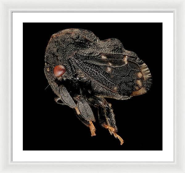 Tylopelta Gibbera / Art Photo - Framed Print