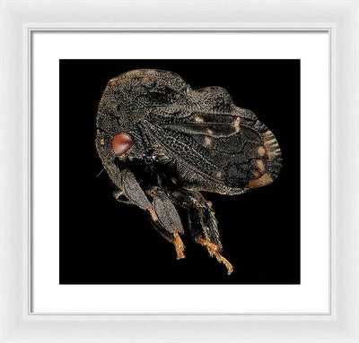 Tylopelta Gibbera / Art Photo - Framed Print