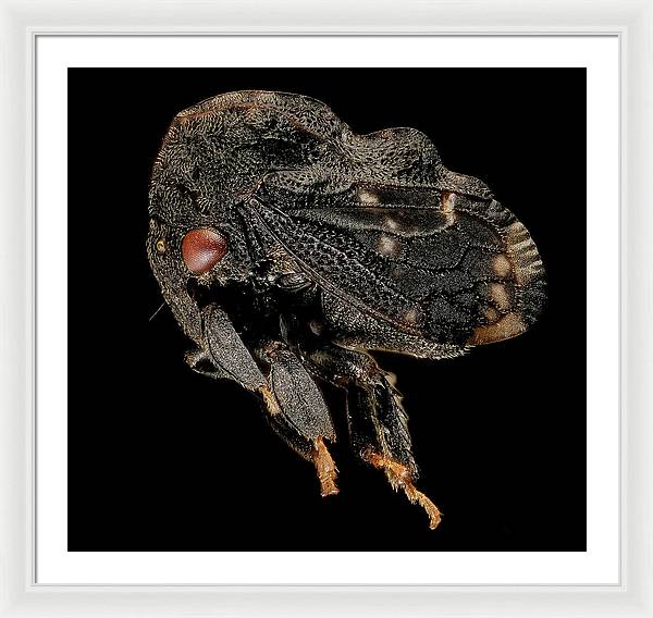 Tylopelta Gibbera / Art Photo - Framed Print