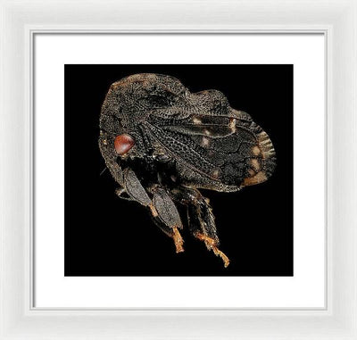 Tylopelta Gibbera / Art Photo - Framed Print