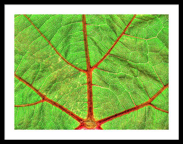 Veins of a Wine Leaf / Art Photo - Framed Print