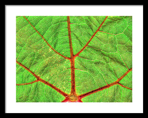 Veins of a Wine Leaf / Art Photo - Framed Print