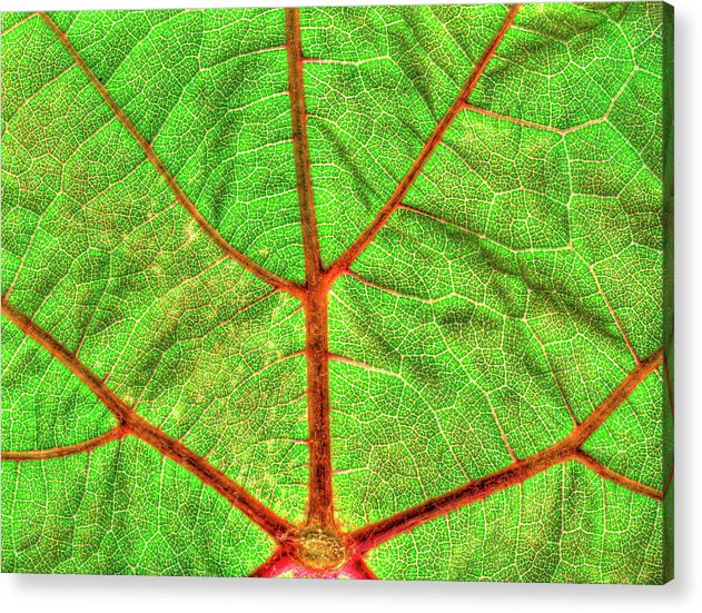 Veins of a Wine Leaf / Art Photo - Acrylic Print