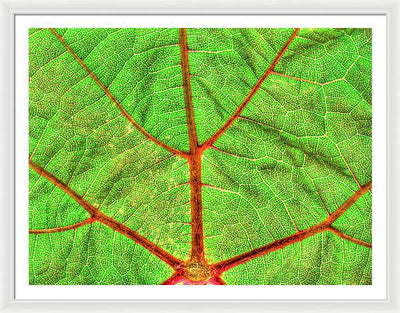 Veins of a Wine Leaf / Art Photo - Framed Print