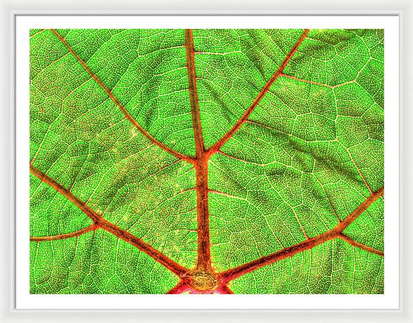 Veins of a Wine Leaf / Art Photo - Framed Print