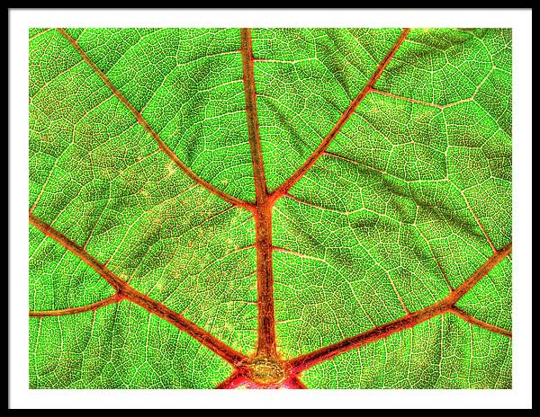 Veins of a Wine Leaf / Art Photo - Framed Print