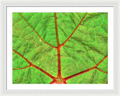 Veins of a Wine Leaf / Art Photo - Framed Print