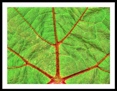 Veins of a Wine Leaf / Art Photo - Framed Print