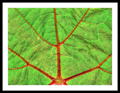 Veins of a Wine Leaf / Art Photo - Framed Print