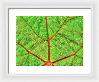 Veins of a Wine Leaf / Art Photo - Framed Print