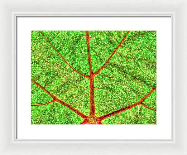 Veins of a Wine Leaf / Art Photo - Framed Print