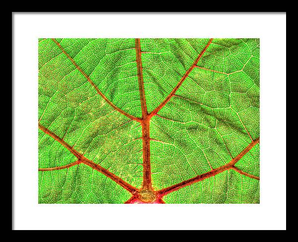 Veins of a Wine Leaf / Art Photo - Framed Print