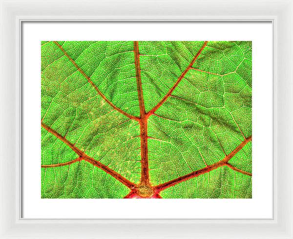 Veins of a Wine Leaf / Art Photo - Framed Print