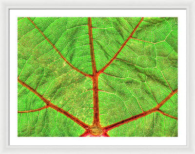 Veins of a Wine Leaf / Art Photo - Framed Print