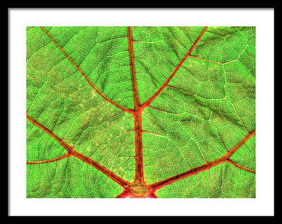 Veins of a Wine Leaf / Art Photo - Framed Print