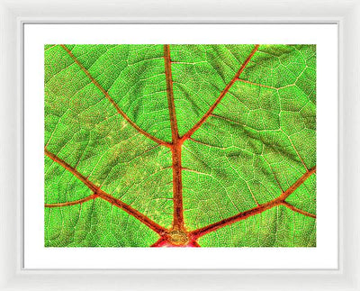 Veins of a Wine Leaf / Art Photo - Framed Print