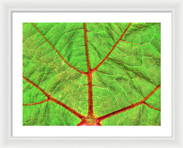 Veins of a Wine Leaf / Art Photo - Framed Print