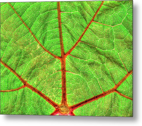 Veins of a Wine Leaf / Art Photo - Metal Print