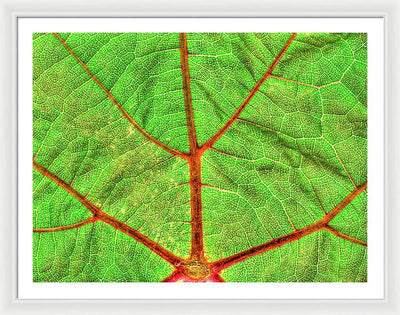 Veins of a Wine Leaf / Art Photo - Framed Print