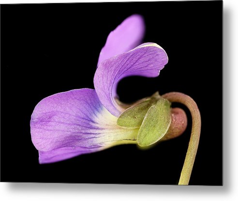 Viola / Art Photo - Metal Print