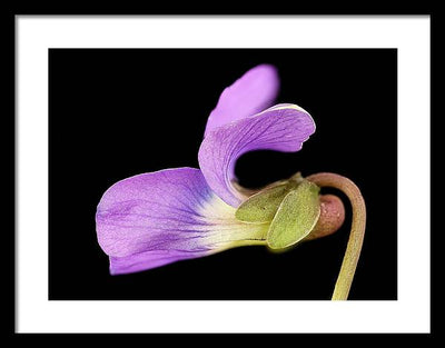 Viola / Art Photo - Framed Print