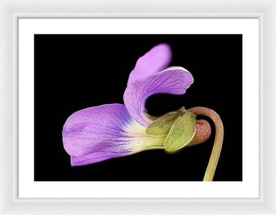 Viola / Art Photo - Framed Print